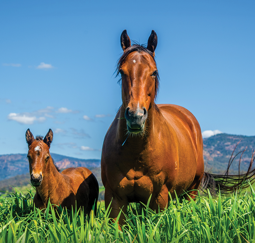 Australian-Grown-Bred-Stong-foals