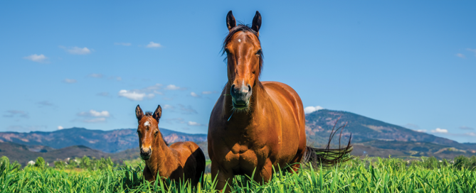 Australian-Grown-Bred-Stong-foals